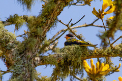 Phibalura flavirostris