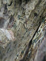 Cresponea chloroconia