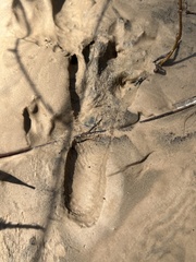 Sylvilagus aquaticus