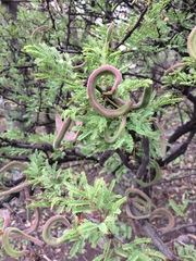 Vachellia schaffneri