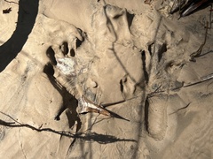 Sylvilagus aquaticus