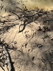 Sylvilagus aquaticus