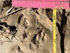 Sylvilagus aquaticus