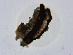 Cresponea chloroconia