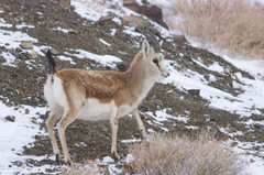 Gazella subgutturosa
