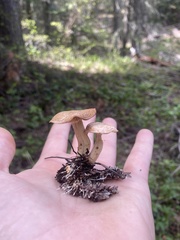 Clitocybe albirhiza