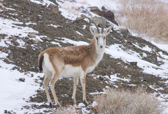 Gazella subgutturosa