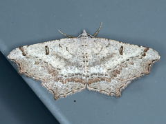 Dissomorphia australiaria