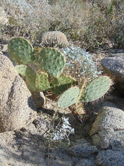Opuntia phaeacantha