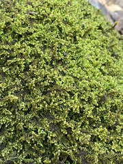 Callicladium imponens