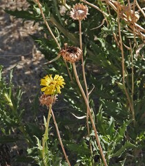 Grindelia chiloensis
