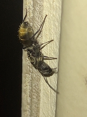 Camponotus arboreus