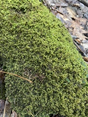 Callicladium imponens