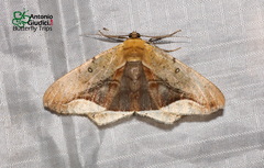 Chorodna metaphaearia