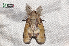 Gadirtha inexacta