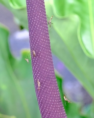 Telostylinus lineolatus