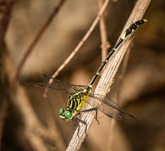 Austrogomphus amphiclitus