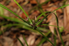 Cyperus tetraphyllus