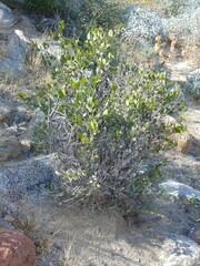 Simmondsia chinensis