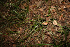 Cyperus tetraphyllus