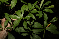 Tabernaemontana pandacaqui