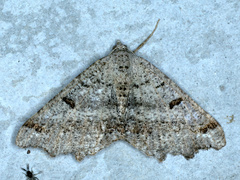 Dissomorphia australiaria