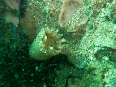 Telmatactis panamensis