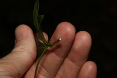 Tabernaemontana pandacaqui