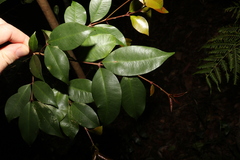 Syzygium crebrinerve