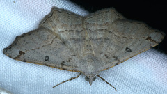 Dissomorphia australiaria