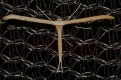Pterophoroidea