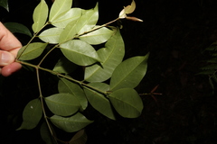 Syzygium crebrinerve