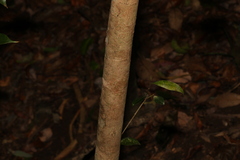 Syzygium crebrinerve