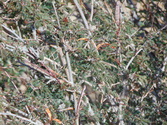 Calliandra californica