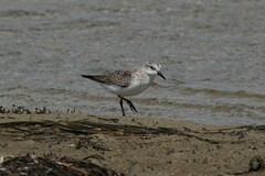 Calidris ruficollis