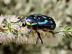 Chlorobapta frontalis