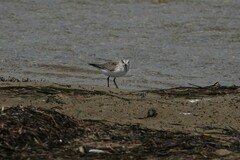 Calidris ruficollis