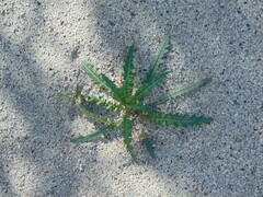 Eulobus californicus