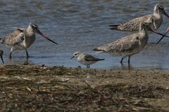 Calidris ruficollis