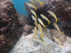 Mulloidichthys dentatus