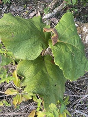 Coccoloba pubescens