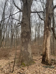 Aleurodiscus oakesii