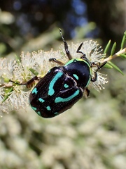 Chlorobapta frontalis