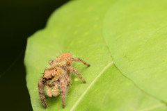 Phidippus princeps