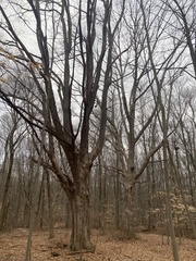 Aleurodiscus oakesii