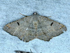 Dissomorphia australiaria