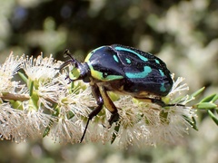 Chlorobapta frontalis