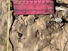 Sylvilagus aquaticus