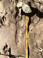 Sylvilagus aquaticus