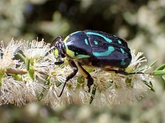 Chlorobapta frontalis